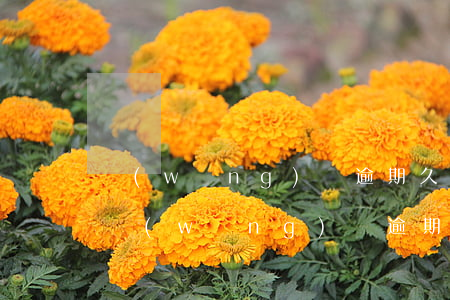 網(wǎng)貸逾期久了為什么不催了-網(wǎng)貸逾期為什么突然不催了