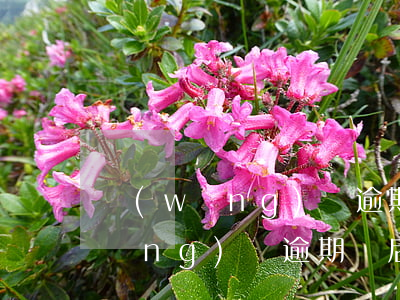 網(wǎng)貸逾期之后怎么還款(網(wǎng)貸逾期過后還清多久可以正常貸款)