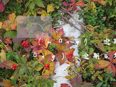 網(wǎng)貸逾期了5年怎么辦(網(wǎng)貸逾期五年后還有記錄嗎)