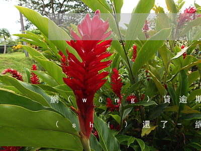 網(wǎng)貸逾期了一次后面的都按時(shí)還了-網(wǎng)貸逾期了一次,后面的都按時(shí)還了
