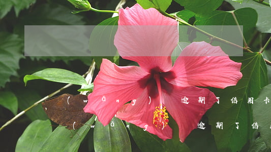 網(wǎng)貸逾期了信用卡會不會封卡(網(wǎng)貸逾期了信用卡會不會封卡了)