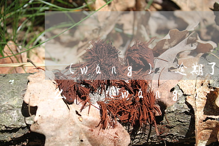 網(wǎng)貸逾期了協(xié)商怎么辦(網(wǎng)貸逾期確實(shí)還不上又協(xié)商不了怎么辦)