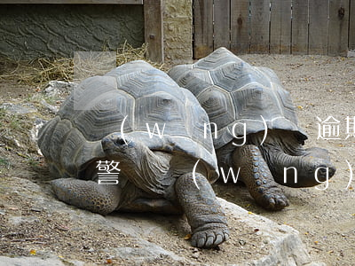網(wǎng)貸逾期了可以報(bào)警嗎(網(wǎng)貸逾期可以起訴嗎)