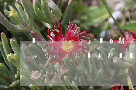 網(wǎng)貸逾期了可以還本金嗎(網(wǎng)貸逾期違約金可以不還嗎)