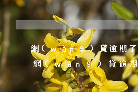 網(wǎng)貸逾期了多少額度才被起訴(網(wǎng)貸逾期多少額度會被起訴)
