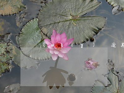 網(wǎng)貸逾期了從哪可以在借