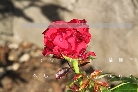 網(wǎng)貸逾期了會(huì)有什么后果(網(wǎng)貸逾期了會(huì)有什么后果?)