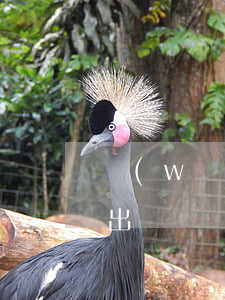 網(wǎng)貸逾期了會(huì)限制出國嗎(網(wǎng)貸逾期可以出國嗎)