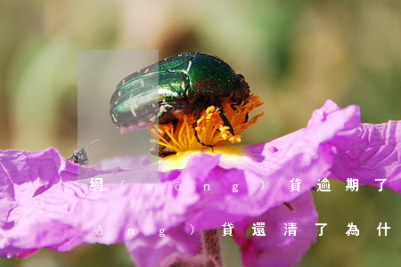 網(wǎng)貸逾期了注銷銀行卡(網(wǎng)貸還清了為什么還是不能注銷銀行卡)