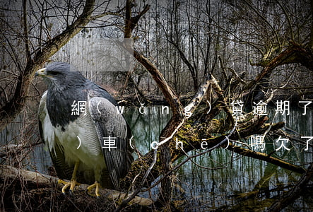 網(wǎng)貸逾期了能分期買(mǎi)車(chē)嗎(欠了網(wǎng)貸還可以分期買(mǎi)車(chē)嗎)