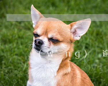 網(wǎng)貸逾期了能成為法人嗎