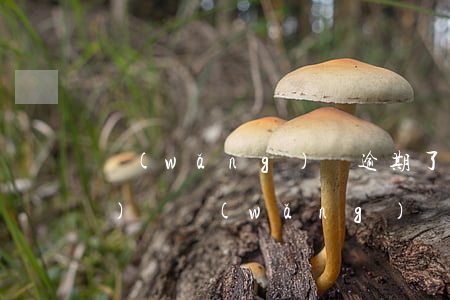 網(wǎng)貸逾期了還能做飛機(jī)嗎(網(wǎng)貸逾期能買飛機(jī)票嗎)