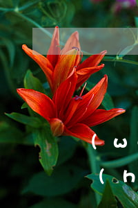 網(wǎng)貸逾期五個(gè)月是黑戶(hù)嗎(黑網(wǎng)貸逾期會(huì)怎么樣)