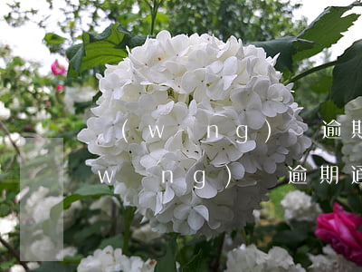 網(wǎng)貸逾期交由戶籍地處理(網(wǎng)貸逾期通知村委會了叫我回戶籍所在地)