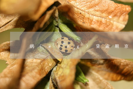 網(wǎng)貸逾期京東白條