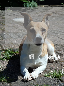 網(wǎng)貸逾期人員身份證號(網(wǎng)貸逾期多久拉黑身份證)