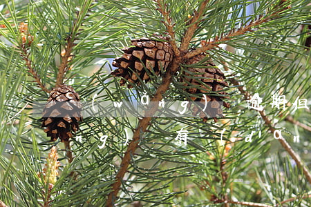 網(wǎng)貸逾期但以前有還(網(wǎng)貸有當(dāng)前逾期還能貸嗎)
