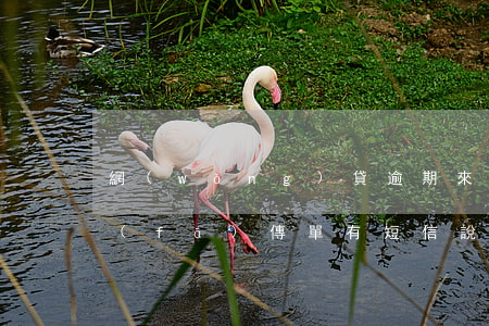網(wǎng)貸逾期來(lái)我家發(fā)傳單(有短信說(shuō)我網(wǎng)貸逾期)