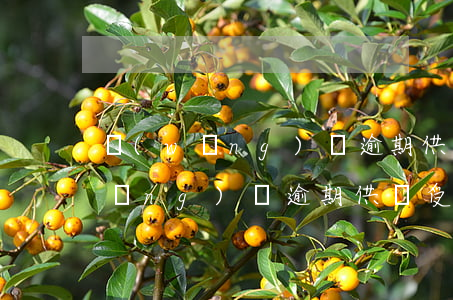 網(wǎng)貸逾期供車受影響嗎(網(wǎng)貸逾期供車受影響嗎)