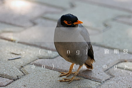 網(wǎng)貸逾期侵犯我人身權(quán)(網(wǎng)貸逾期被代償了怎么辦)