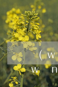 網(wǎng)貸逾期信用卡也降額嗎(網(wǎng)貸影響信用卡降額嗎)