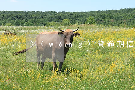 網(wǎng)貸逾期信用卡受不受影響
