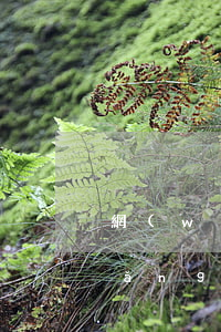 網(wǎng)貸逾期信用卡提額-網(wǎng)貸逾期上征信信用卡會不會降額