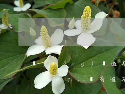 網(wǎng)貸逾期信用卡辦不了了(網(wǎng)貸有逾期能辦信用卡嗎)