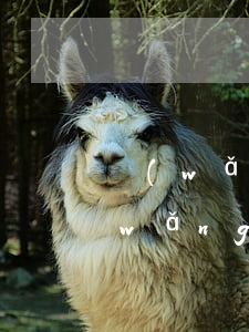 網(wǎng)貸逾期信用卡辦不了那(網(wǎng)貸逾期了可以辦理信用卡嗎)