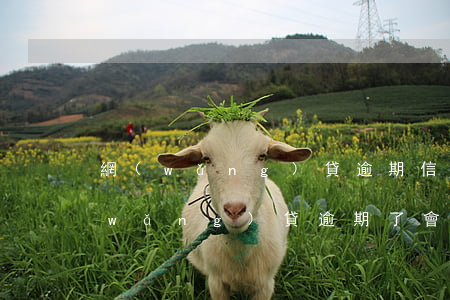 網(wǎng)貸逾期信用卡降額度嗎(網(wǎng)貸逾期了會影響信用卡降額度嗎)