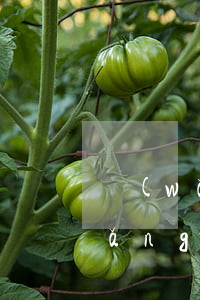 網(wǎng)貸逾期信用怎么查詢(網(wǎng)貸逾期忘記平臺了怎么查)