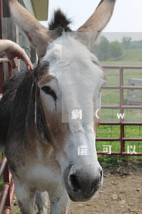 網(wǎng)貸逾期借條還能用嗎(有逾期還可以借的網(wǎng)貸有沒有?)