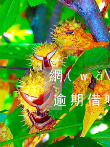 網(wǎng)貸逾期借，網(wǎng)貸逾期借唄還可以繼續(xù)使用嗎
