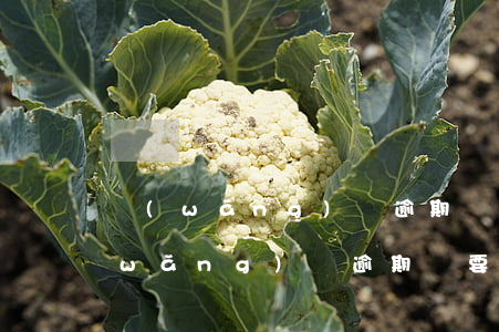 網(wǎng)貸逾期傳票是真的假的(網(wǎng)貸逾期說要起訴是真的嗎)