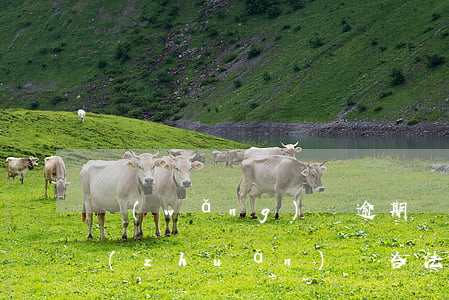 網(wǎng)貸逾期債權(quán)轉(zhuǎn)讓合法嗎