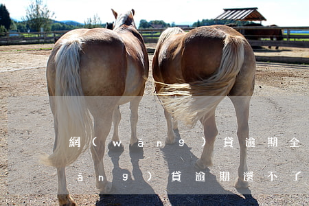 網(wǎng)貸逾期全部貸款不了(網(wǎng)貸逾期還不了款怎么辦)