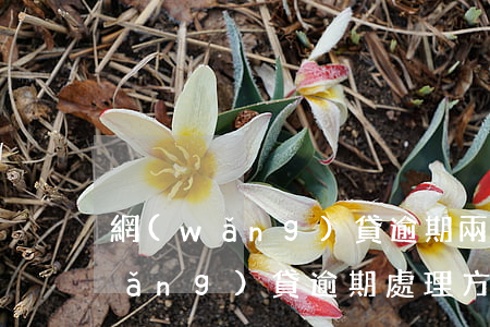網(wǎng)貸逾期兩倍怎么處理(網(wǎng)貸逾期處理方法)