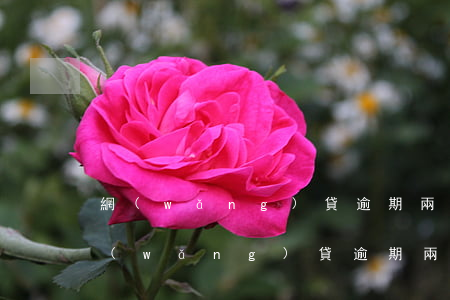 網(wǎng)貸逾期兩千塊會被起訴嗎(網(wǎng)貸逾期兩千塊會被起訴嗎)