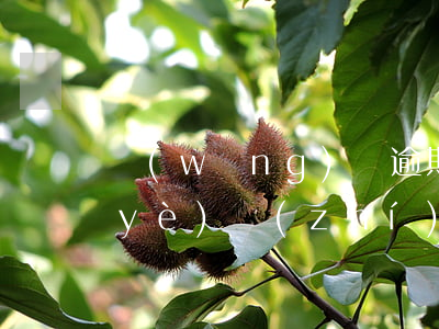 網(wǎng)貸逾期兩年了可以辦營業(yè)執(zhí)照嗎-網(wǎng)貸逾期兩年了可以辦營業(yè)執(zhí)照嗎