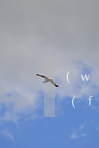 網(wǎng)貸逾期兩次對(duì)東風(fēng)金融(東風(fēng)金融逾期半年了)
