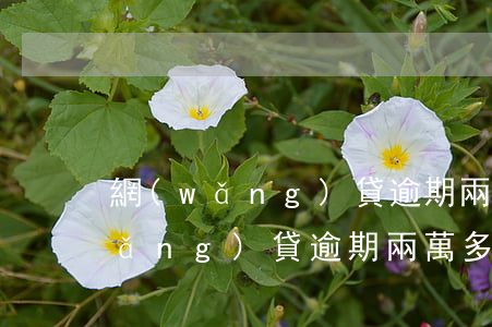 網(wǎng)貸逾期兩萬多怎么辦(網(wǎng)貸逾期兩萬多會被起訴嗎)