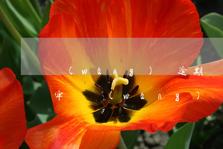 網(wǎng)貸逾期兩萬會(huì)坐牢嗎(網(wǎng)貸逾期沒還會(huì)不會(huì)坐牢)
