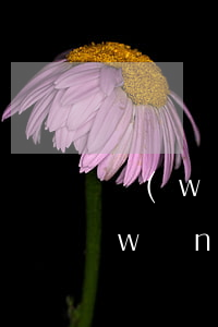 網(wǎng)貸逾期公安能介入嗎(欠網(wǎng)貸逾期會被拘留嗎)
