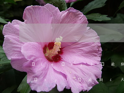 網(wǎng)貸逾期六次是半年嗎(網(wǎng)貸逾期6天算嚴(yán)重嗎)