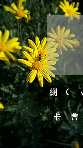 網(wǎng)貸逾期其實(shí)卡的卡會(huì)(網(wǎng)貸逾期會(huì)不會(huì)凍結(jié)其他卡)