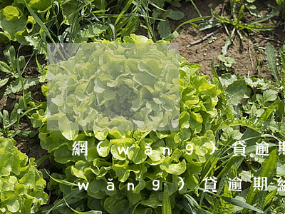 網(wǎng)貸逾期出庭需要親屬嗎(網(wǎng)貸逾期給家人打電話違法嗎)