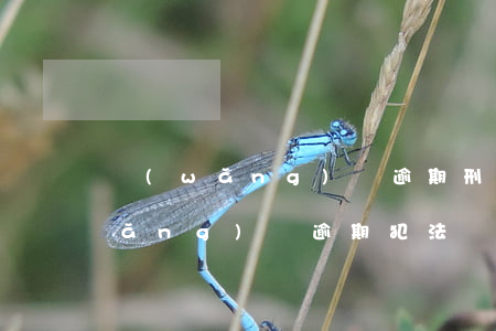 網(wǎng)貸逾期刑法313條(網(wǎng)貸逾期犯法嗎)