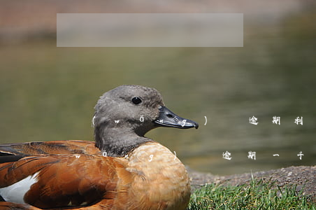 網(wǎng)貸逾期利息一天100(網(wǎng)貸逾期一千多天)