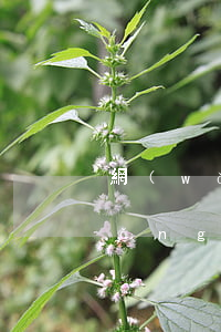 網(wǎng)貸逾期利滾利怎么算(網(wǎng)貸利滾利是怎么回事)