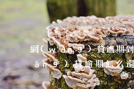 網(wǎng)貸逾期到底該怎么辦(網(wǎng)貸逾期怎么還款)